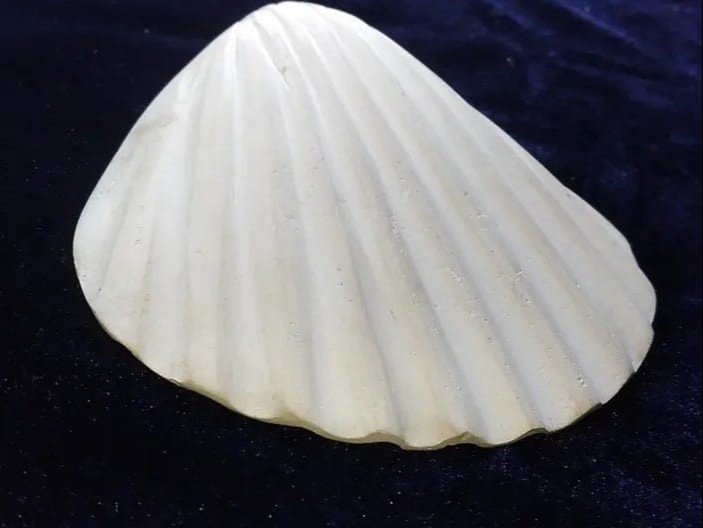 Shell Replica